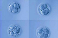 定了！共识文件出台，试管婴儿胚胎植入将进入规范化和专业化时代